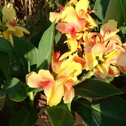 Rosalinda