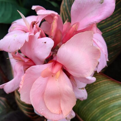 Pink Sunburst