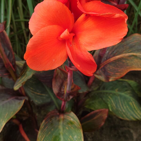 Durban Red