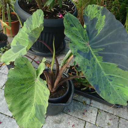Colocasia Mojito