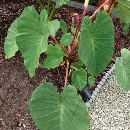 Colocasia Pink China