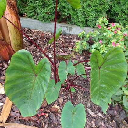 Colocasia Hawaiian Punch