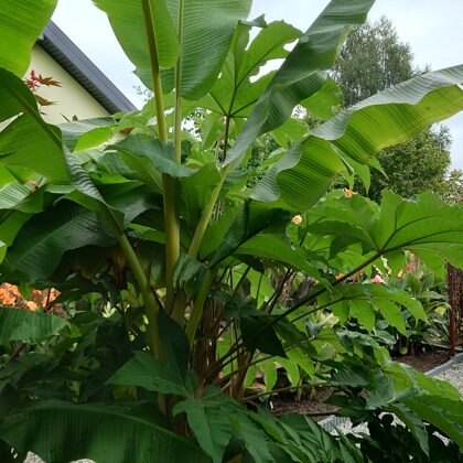 Musa Balbisiana
