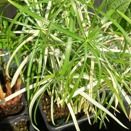 Papirus Cibora zmienna variegata
