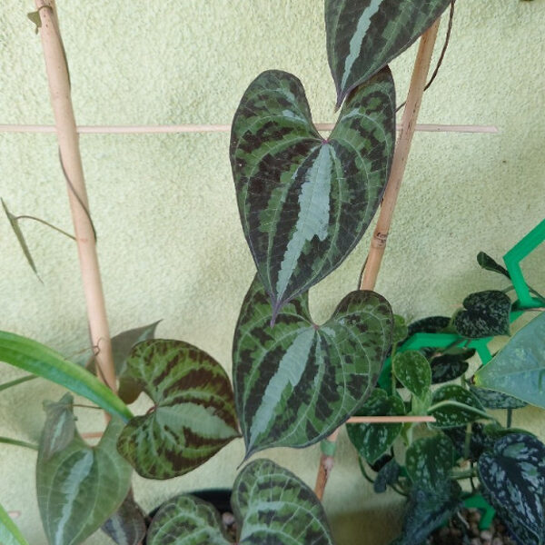 Dioscorea Discolor