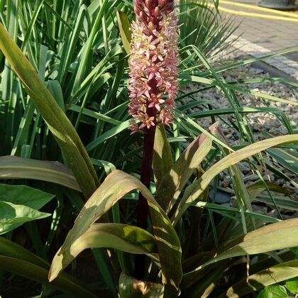 Eukomis comosa