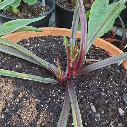 Eukomis dark star