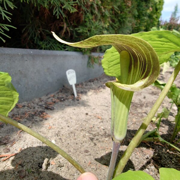 Arisaema Triphyllum