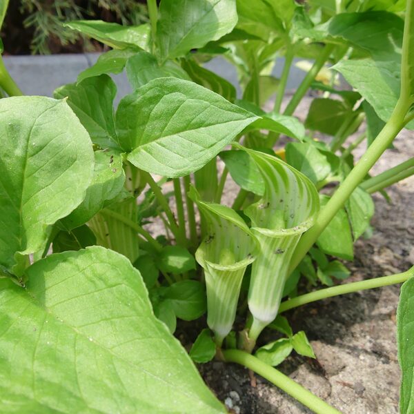 Arisaema Amurska